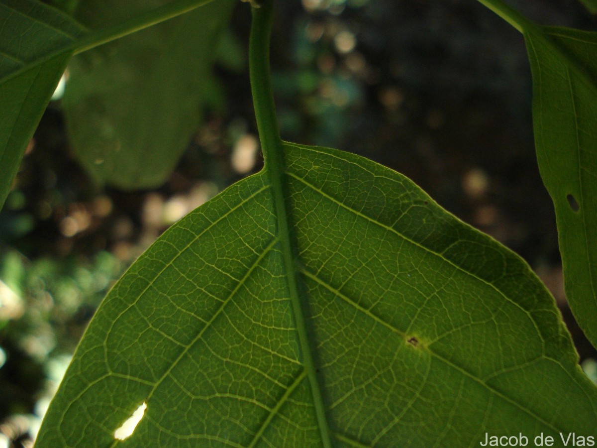 Mappia nimmoniana (J.Graham) Byng & Stull